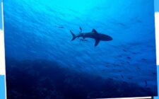Scuba Diving in the Philippines