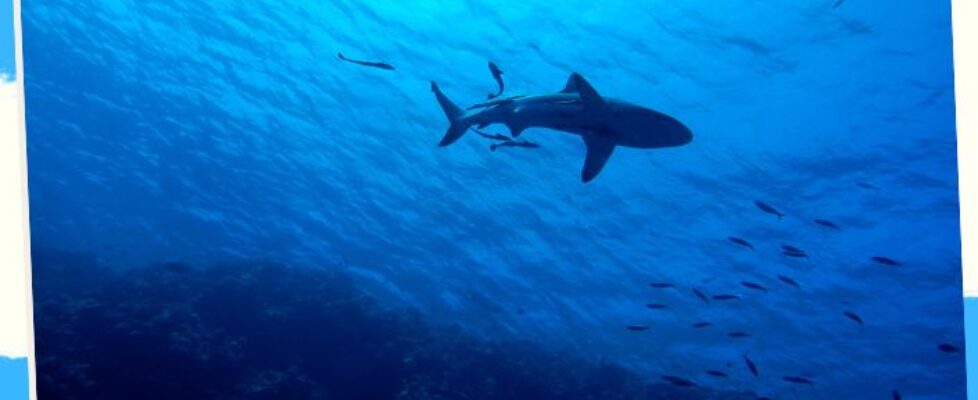 Scuba Diving in the Philippines