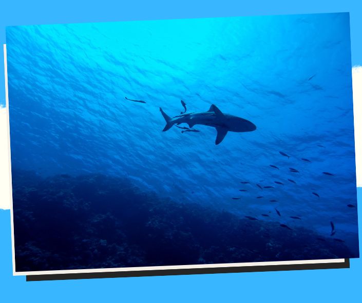 Scuba Diving in the Philippines